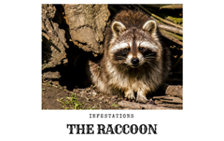 Raccoon Infestation