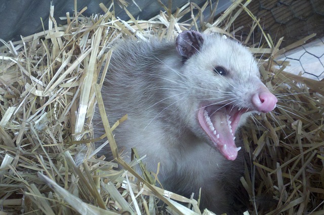 Opossum Infestation, pdx pest control, bloom crawl space services, animal, crawl space, clean out, crawl space infestation