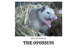 Opossum