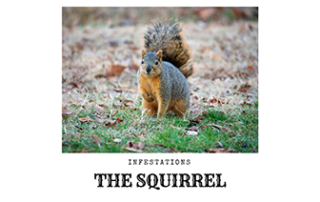 Squirrels