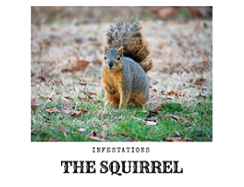 Squirrel Infestation